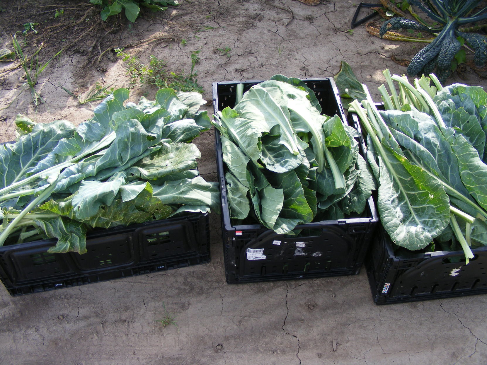 collards